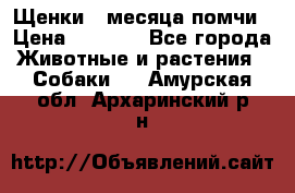 Щенки 4 месяца-помчи › Цена ­ 5 000 - Все города Животные и растения » Собаки   . Амурская обл.,Архаринский р-н